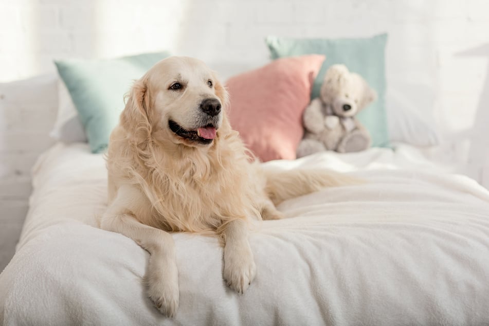 Cuddling with a puppy can be all fun and games, but when they grow up, you may find that your bed has become the dog's.