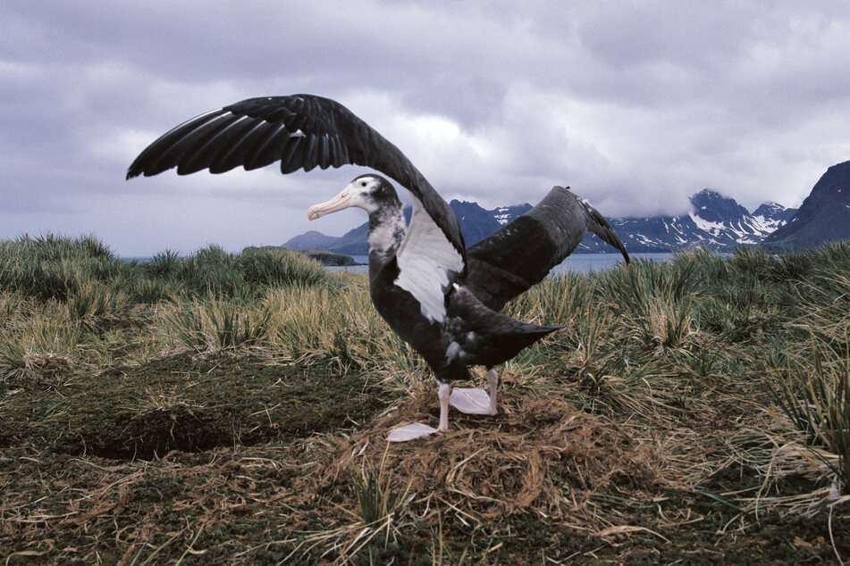 While there were larger dinosaur-birds, the Wandering Albatross is a mammoth of our skies.