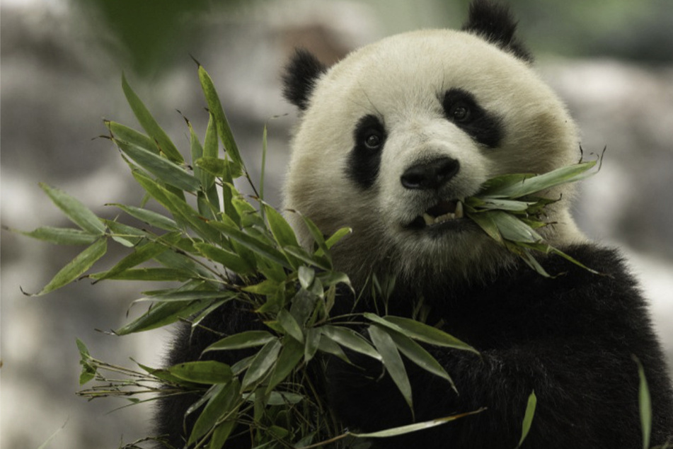 Washington zoo's hungry new pandas keep bamboo farmers extra busy