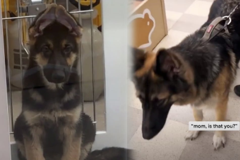 The shepherd pooch was in awe when he sees an adult dog of his own breed.