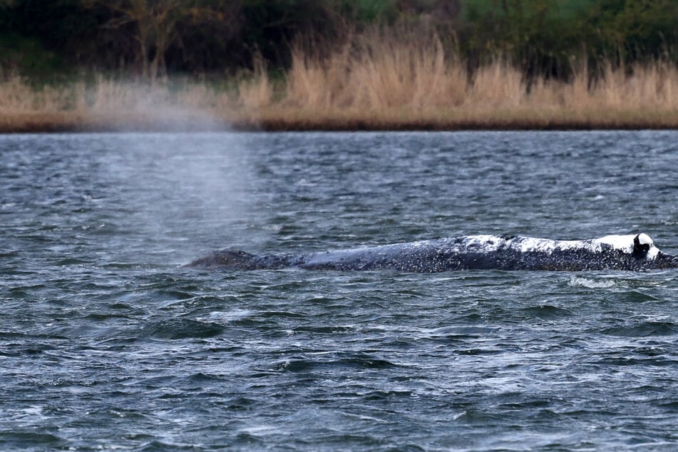 Ähnlich wie gestern liegt der Buckelwal "Timmy" weiterhin an der selben Stelle im Ostsee-Wasser.