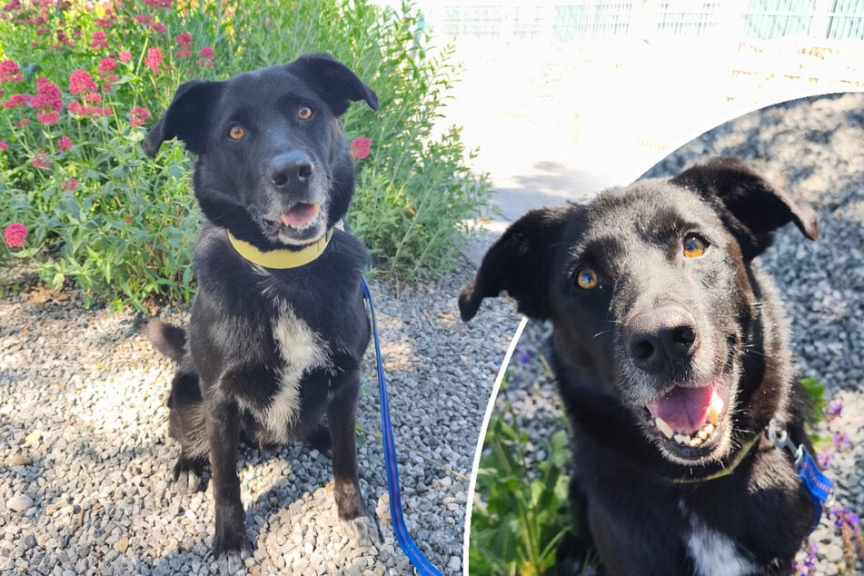 Border-Collie-Mix mit Köpfchen: Familie gibt sich geschlagen und sieht nur noch einen Ausweg