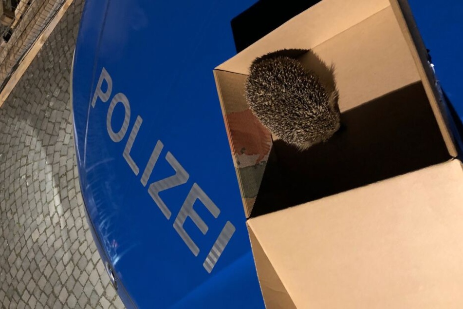 Polizeibeamte haben den Igel vor der Straßenbahn gerettet.