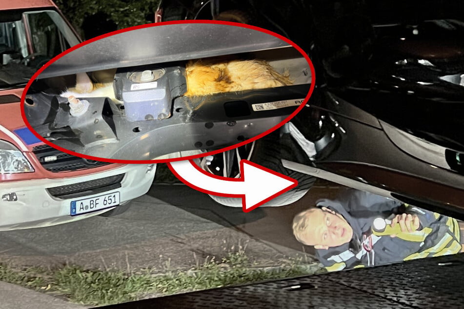 Nach Sprung aus sechstem Stock: Katze steckt unter Auto fest