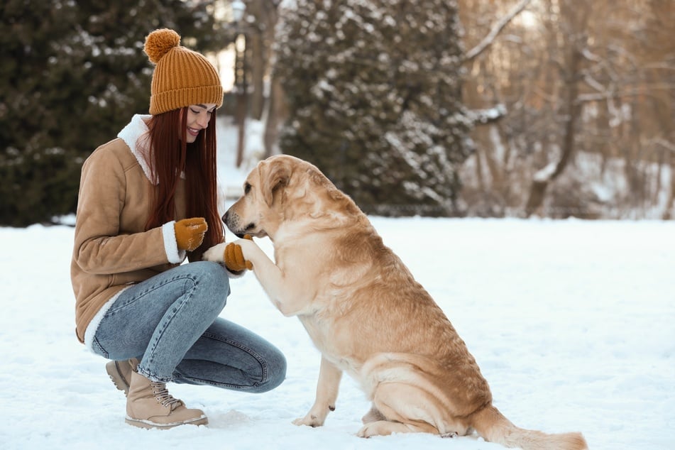 Besonders bei und nach Gassirunden im Schnee sollte man die Pfoten eines Hundes kontrollieren.