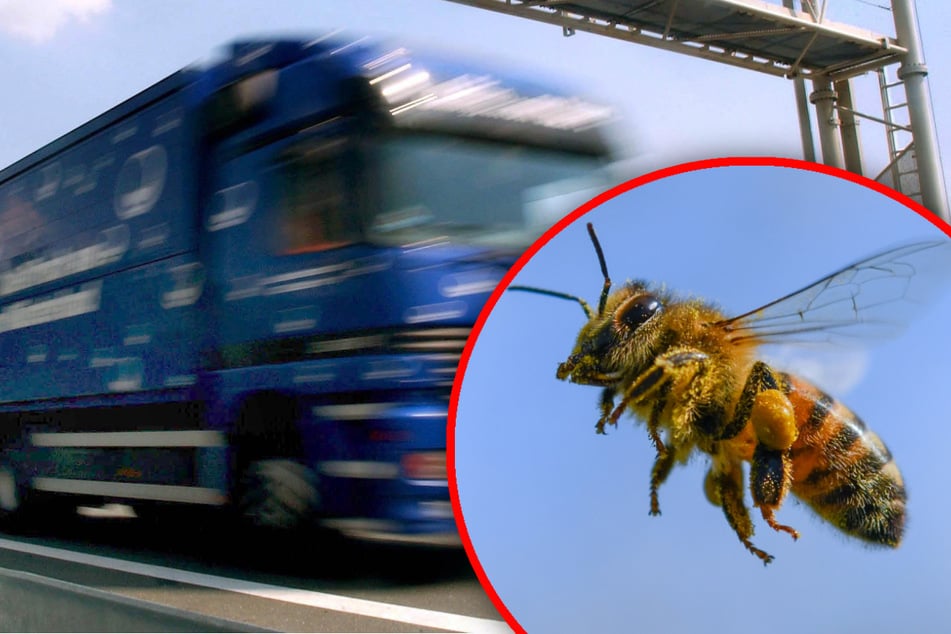 Eine Biene versetzte einen Lkw-Fahrer in Oberfranken in Rage. (Symbolbild)