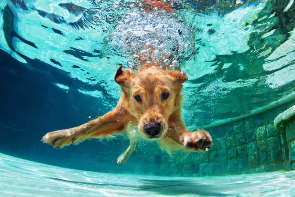 Ein Hund springt vergnügt ins kühle Nass.