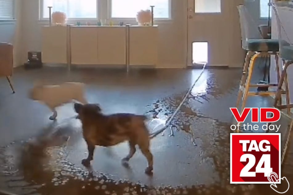 Today's Viral Video of the Day features a dog on TikTok that wreaks havoc on his owner's house.