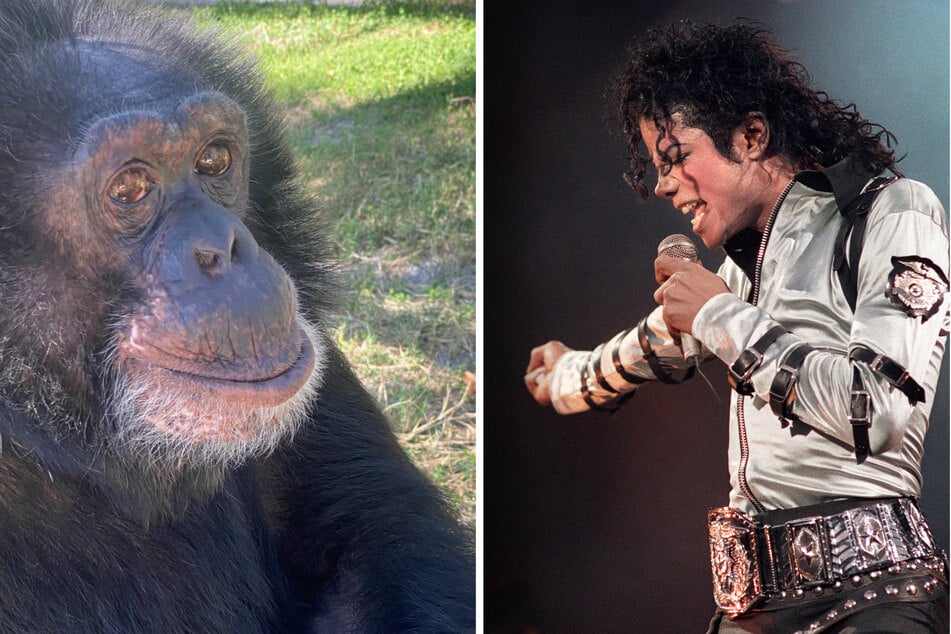 Bubbles, der geliebte Schimpanse von Michael Jackson (†50) feierte 40. Geburtstag