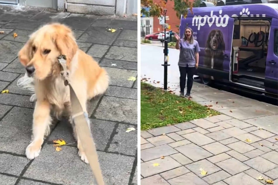 Charlie the dog was delighted when he was finally allowed to go outside with his owner for a walk, until the pup realized that something wasn't right... it was all a trap.