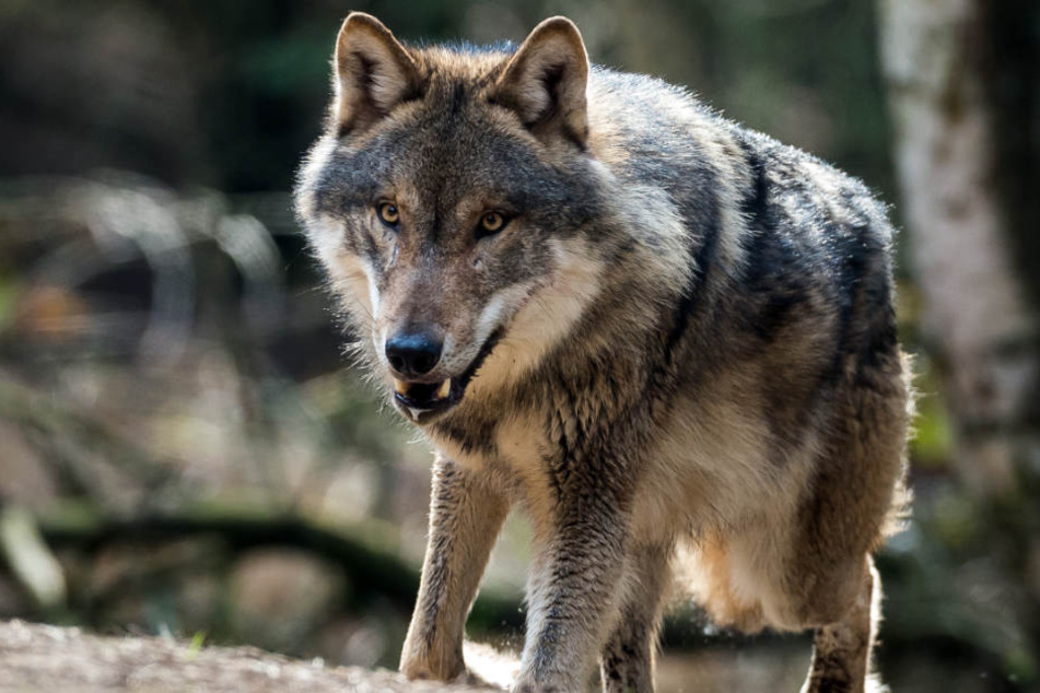 Der Wolf ist wieder da im Südwesten. (Symbolbild)