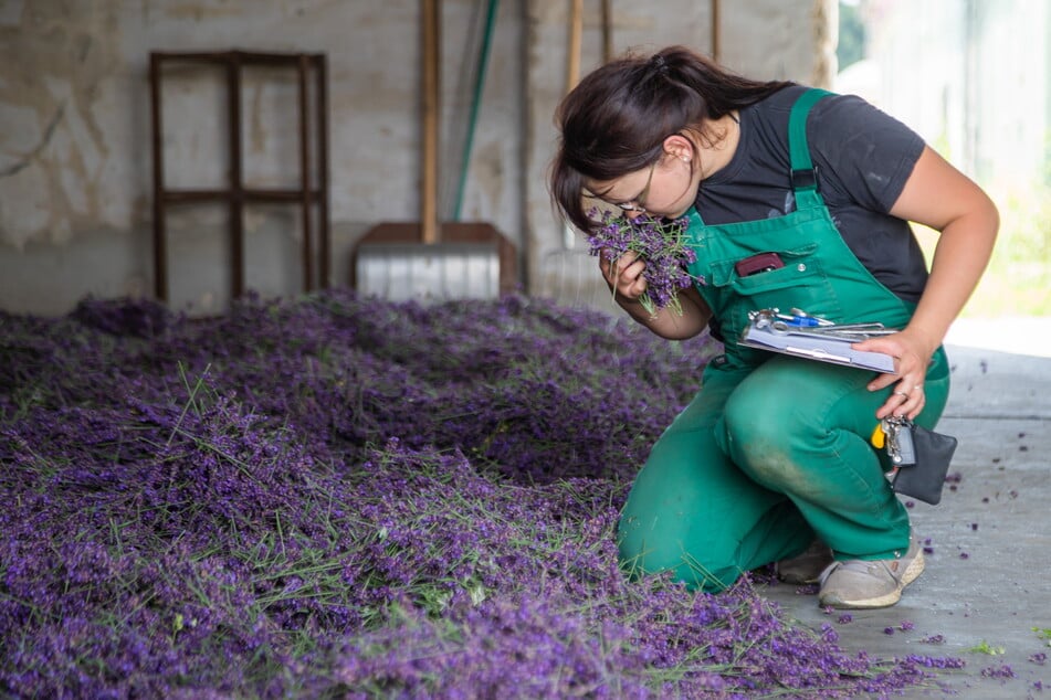 Verführerisch: Nadine Schulz (23) von der Agrar eG See prüft den Duft des Lavendels.