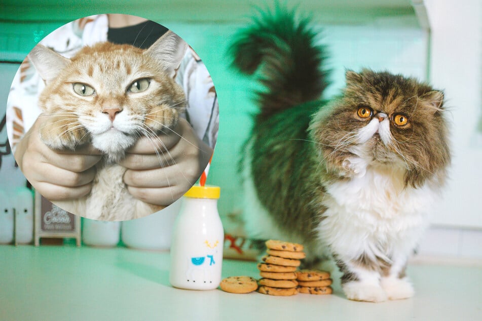 Cats eat clearance biscuits