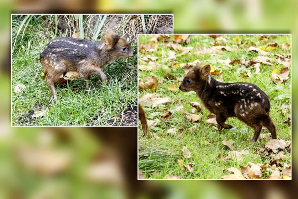 Kleinster Hirsch der Welt: Pudu-Baby Dulce im Kölner Zoo geboren