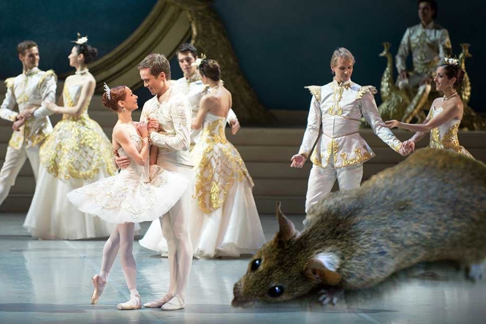 Einer Ratte hat für den Abbruch einer Ballett-Vorstellung in Australien gesorgt (Montage, Symbolbilder).