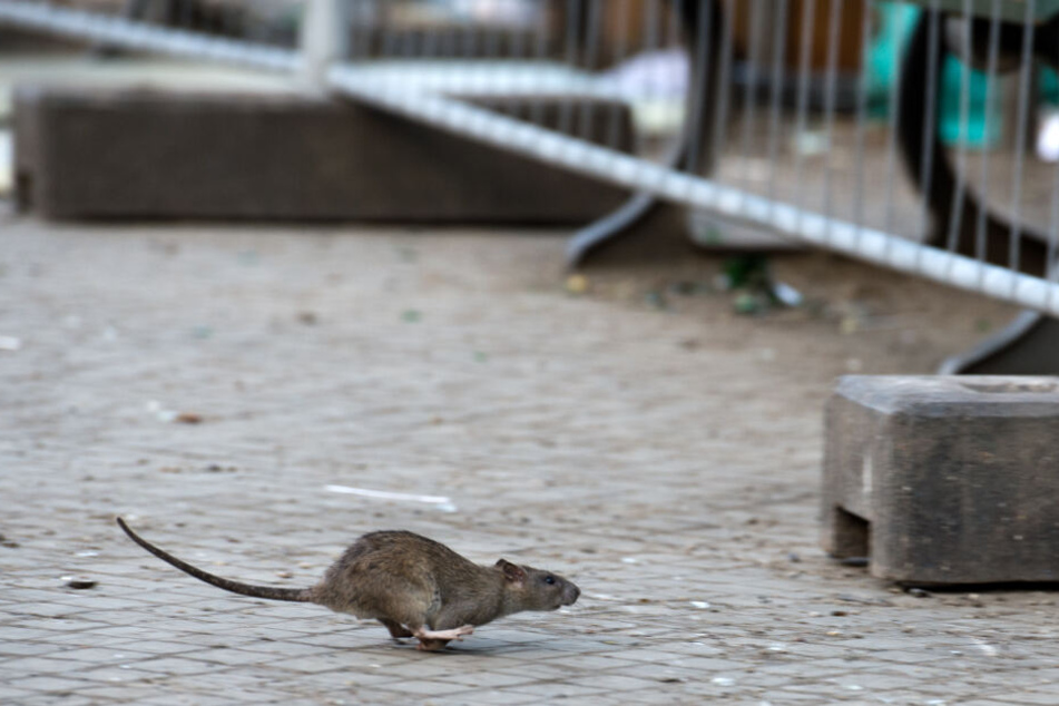 Bei Hinweisen auf Rattenbefall solltet Ihr euch an die Stadt Köln wenden (Symbolbild).