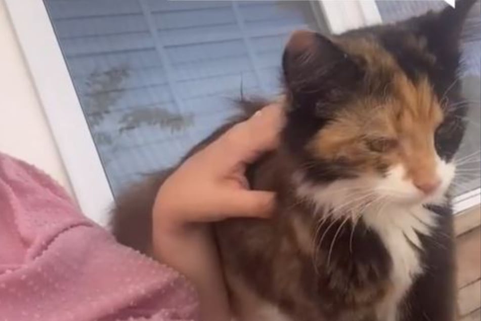 Cat cuddles up to pregnant woman and does something incredibly sweet!