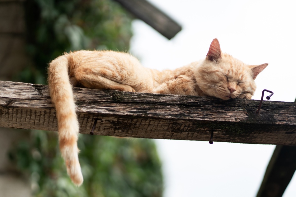 Katzen schlafen manchmal an den ungewöhnlichsten Orten ein. Dies könnte aber auch ein Zeichen von Narkolepsie sein - die Krankheit birgt ein erhebliches Risiko für Sturzgefahren.