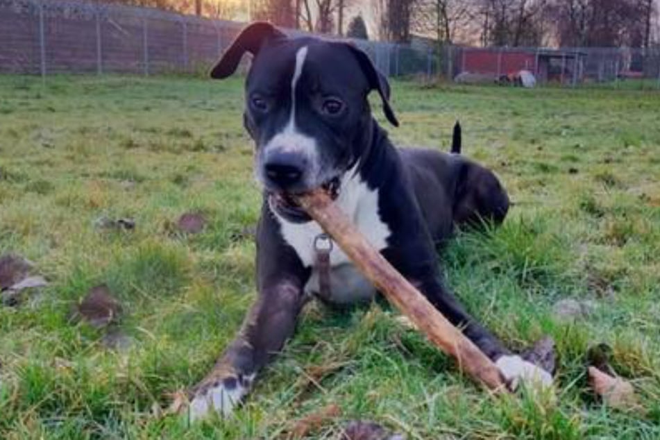 Der Rüde muss an den Besuch von fremden Personen gewöhnt werden. Andere Hunde sollte es in seinem neuen Zuhause nicht geben.