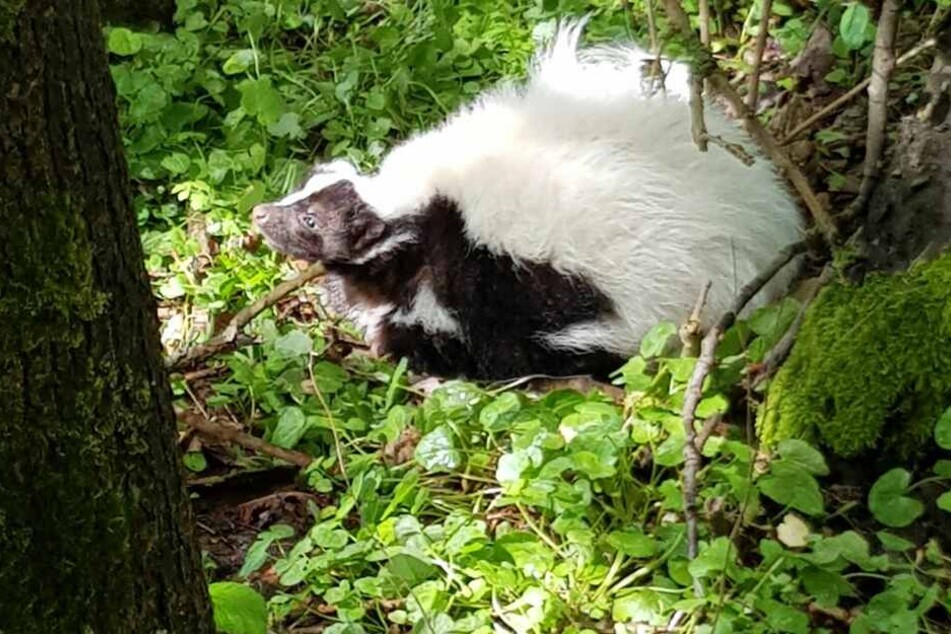 Das Stinktier hockte erschöpft im Wald bei Hagen.