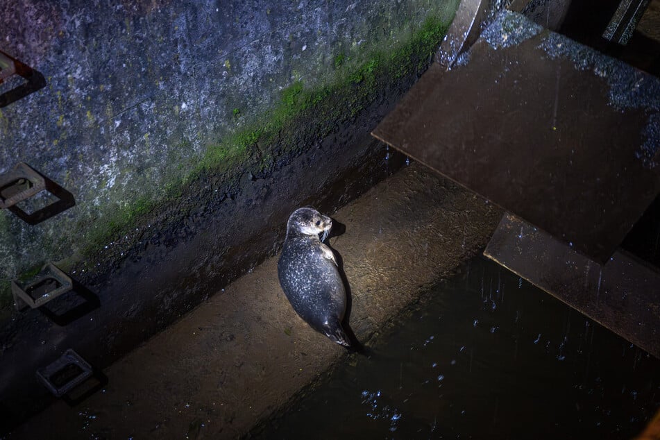 Uważny przechodzień zauważył zwierzę w centrum Flensburga.