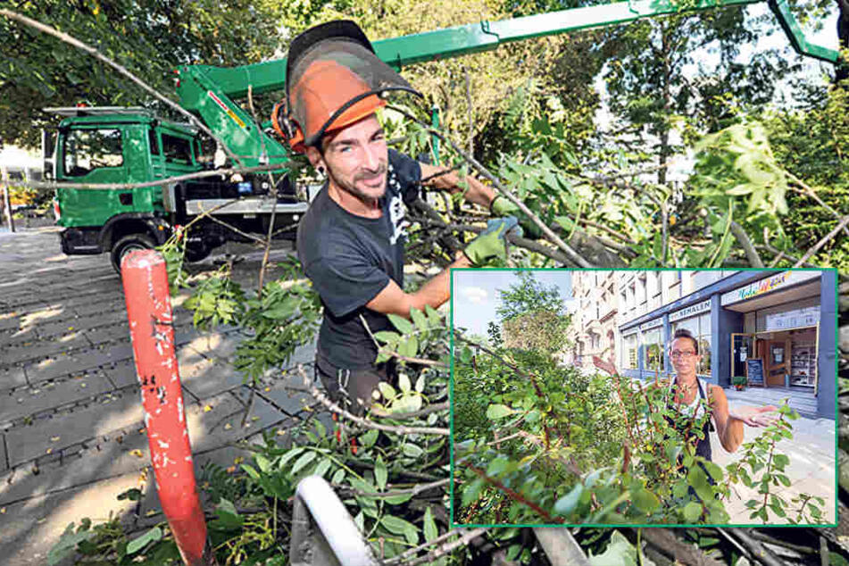 Stadthallenpark: René Oehme (33, F.l.) vom Grünflächenamt schneidet auf der HebebühneTotholz an einer etwa 100 bis 150 Jahre alten Esche ab.
