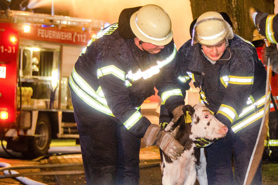 Feuerwehr rettet Kälber aus Flammen-Hölle, viele Tiere sterben