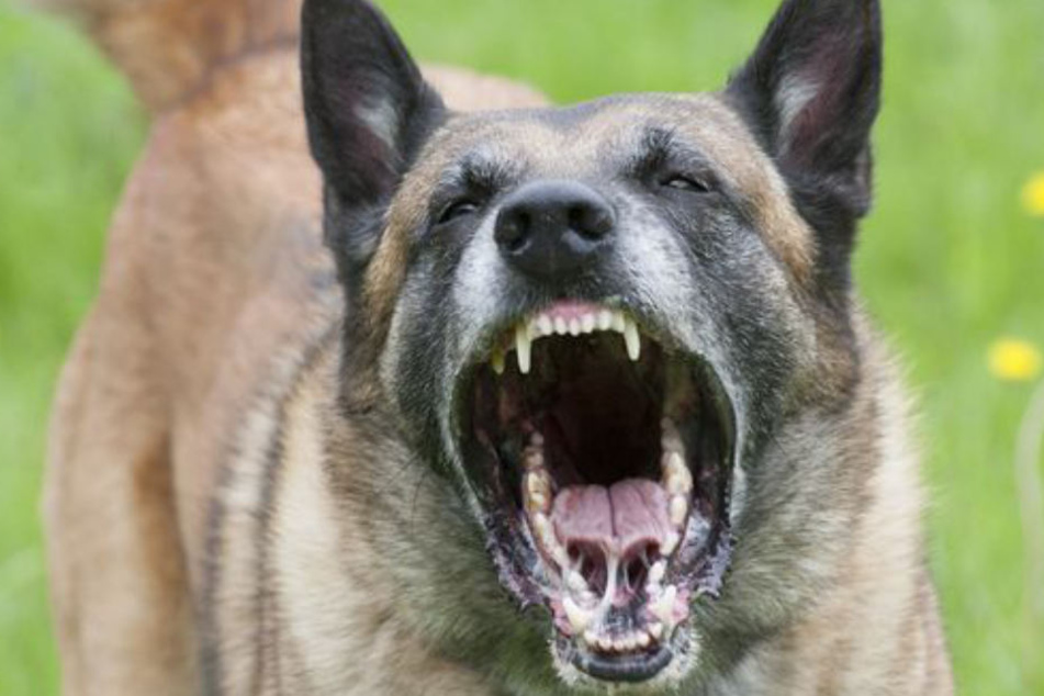 Bei den von der Polizei erschossenen Hunden handelt es sich um Schäferhund-Mischlinge (Symbolbild)