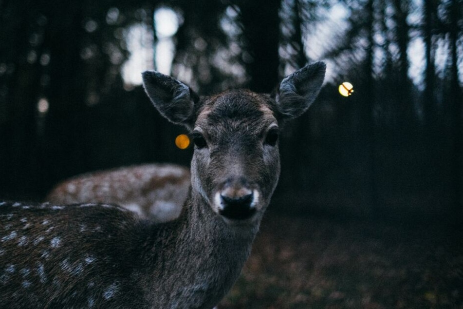 In der Dämmerung trifft man in Waldnähe häufig auf Wildtiere.