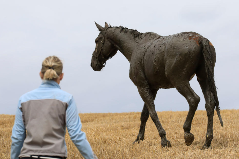 Das Pferd konnte auf die Koppel zurück.