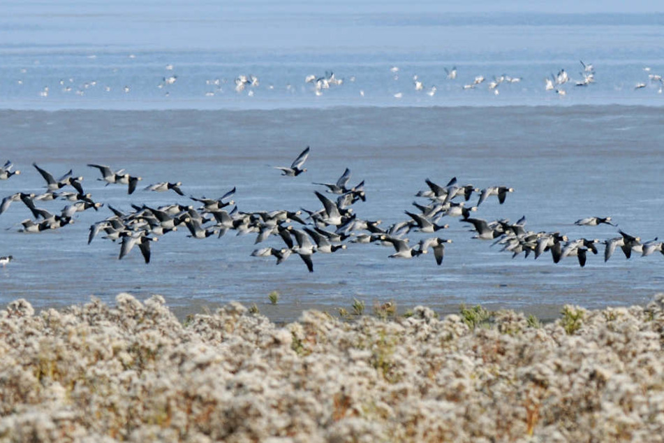 Aus Osteuropa kommende Nonnengänse landen im niedersächsischen Wattenmeer (Archivbild).