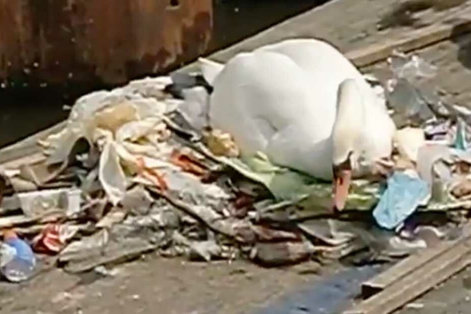Der Schwan nistet auf einem Müllberg.