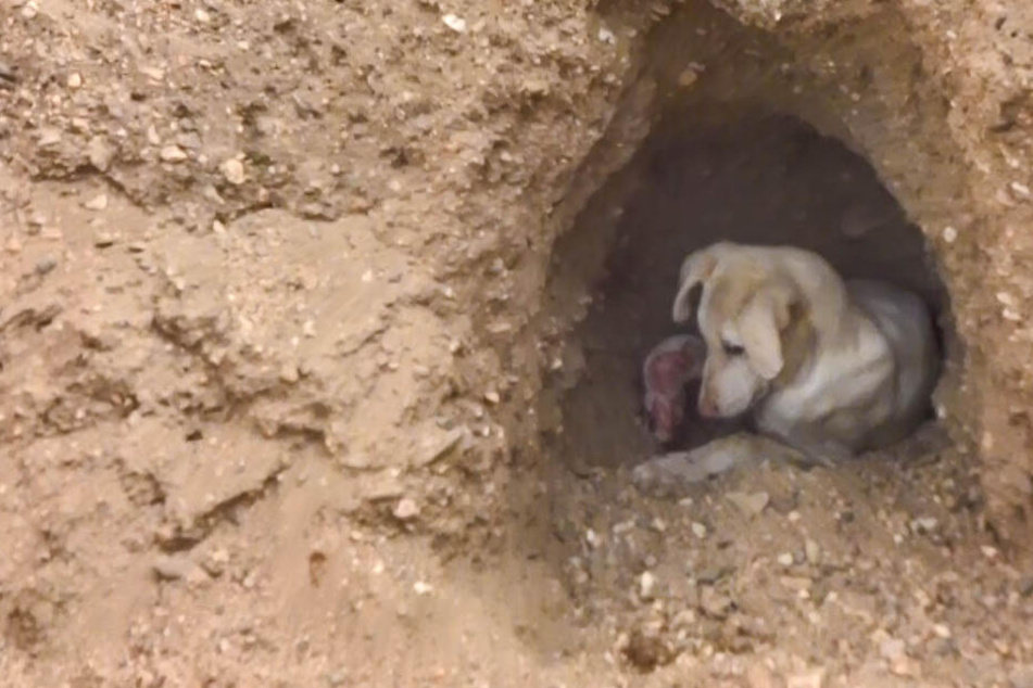 Häschen, pardon Hündchen in der Grube: Was hatte der Kleine nur?