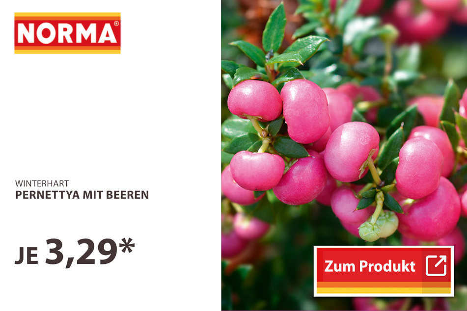 Pernettya mit Beeren