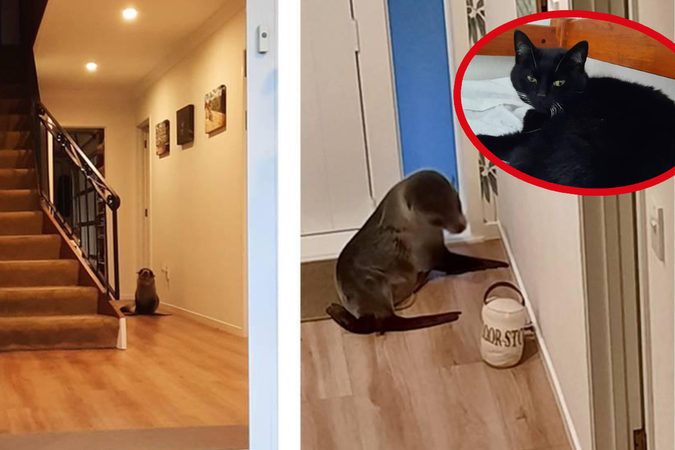 Kurioser Gast: Robbe bricht in Haus ein und traumatisiert Katze!