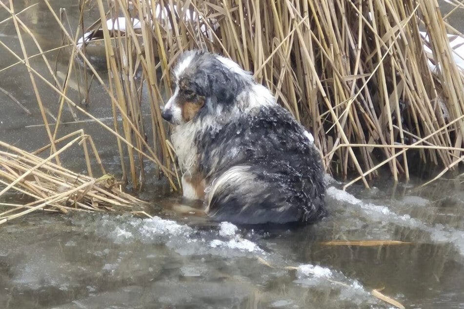 Der Vierbeiner war beim Auffinden regungslos und völlig unterkühlt.