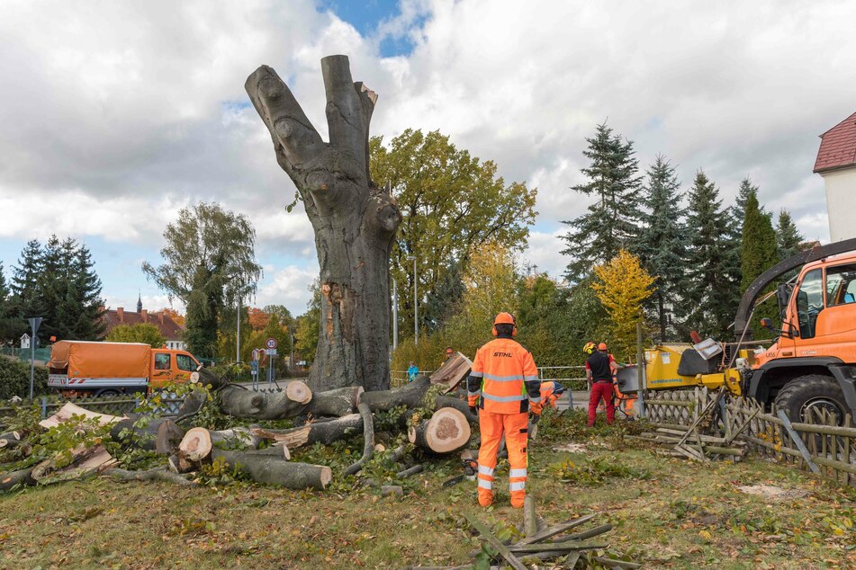 In Weißenborn musste eine Rotbuche nach dem Sturm gekürzt werden.