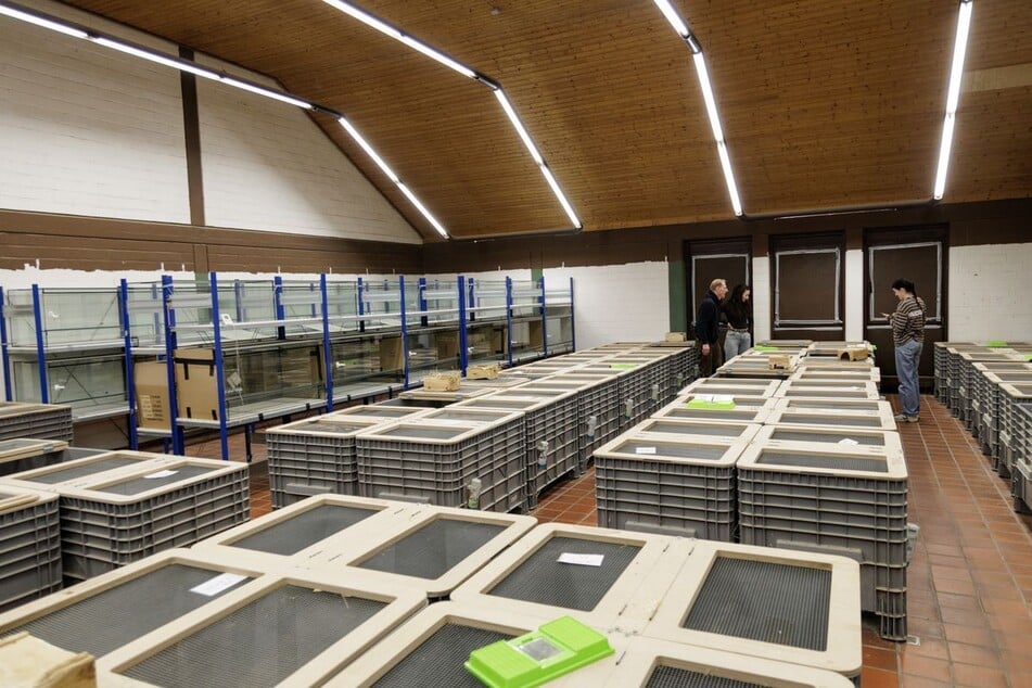 Um die stark bedrohte Tierart zu fördern, werden deutsche Feldhamster und Exemplare aus den Niederlanden verpaart.