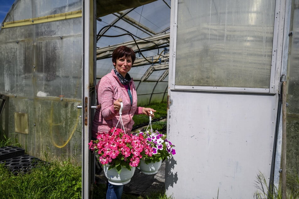 Floristin Kerstin Ebert (59) von der Gärtnerei Koch bringt Petunien ins schützende Gewächshaus.
