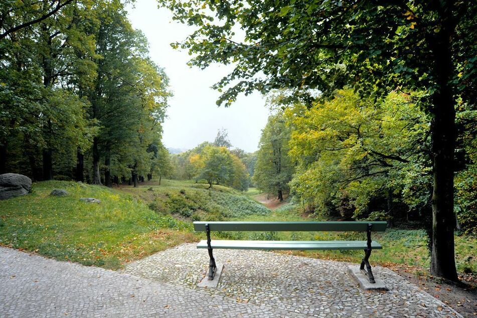 Die Bäume im Böttcherberg im Berliner Ortsteil Wannsee drohen zu einer Gefahr zu werden.