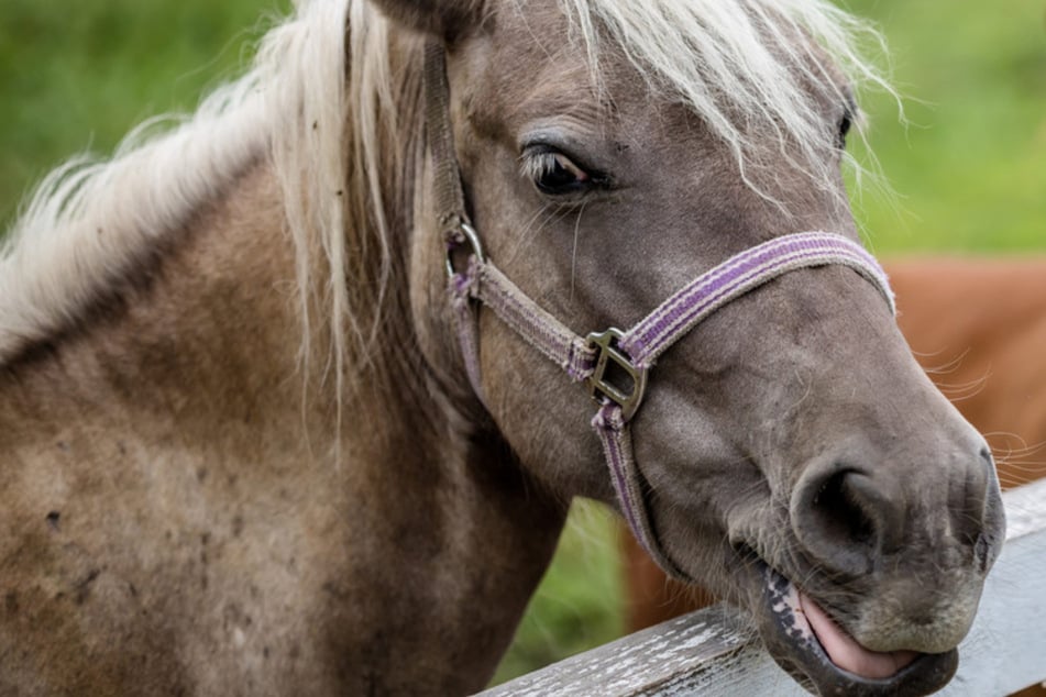 Ich glaub, mich tritt ein Pferd! Rösser kesseln PS-starken Porsche ein und beißen zu