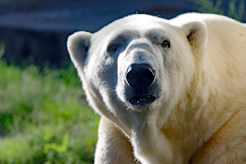 Kap galt als der älteste männliche Eisbär im Europäischen Erhaltungszuchtprogramm (EEP).