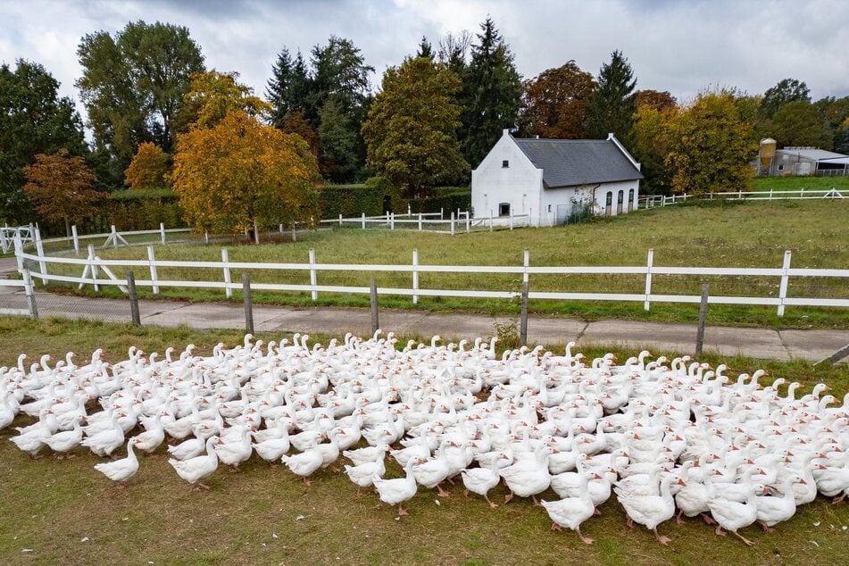 Auch Deutschlands größte Gänsefarm, die Gänsefarm Eskildsen GmbH, hat die Sicherheitsmaßnahmen aufgrund der Vogelgrippe erhöht.
