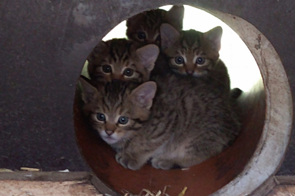 Vier süße Wildkatzen-Babys kamen vor rund acht Wochen im Wildgatter Oberrabenstein zur Welt.