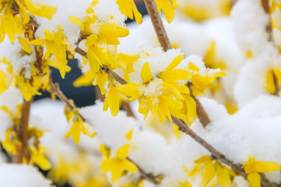 In der vergangenen Woche sprießten die Frühlingsblumen, doch nun droht noch einmal Schnee. (Symbolbild)