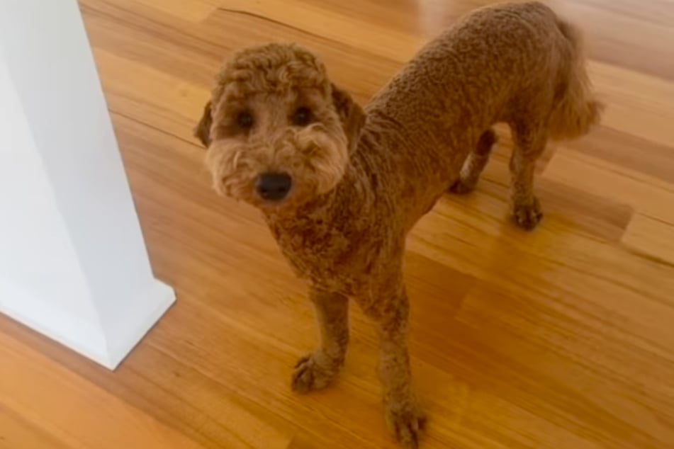 Qui est ce chien ? Bruno ressemble à l'ombre de lui-même après sa visite chez le coiffeur.