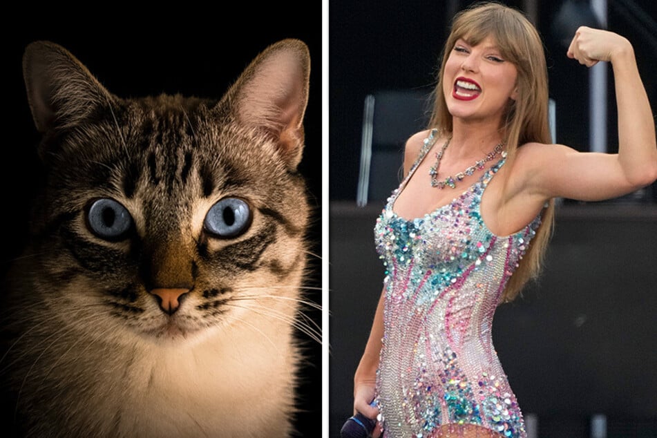 One of Taylor Swift's fans decided to adopt a cat and name it after one of the singer's surprise songs from The Eras Tour in Kansas CIty. (symbolic image)