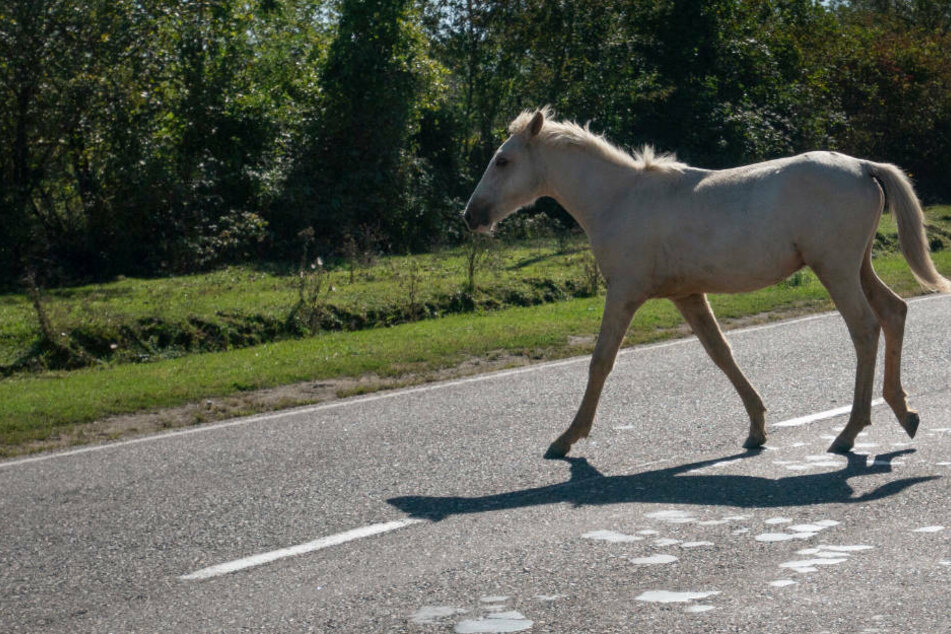 Die Pferde standen hinter eine Kurve auf der Straße, weshalb die 20-jährige Fahrerin die Tiere zu spät bemerkt. (Symbolbild)