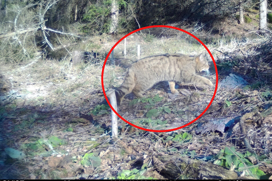 Wildkatze in Sächsischer Schweiz aufgetaucht: Fotofalle schnappt zu
