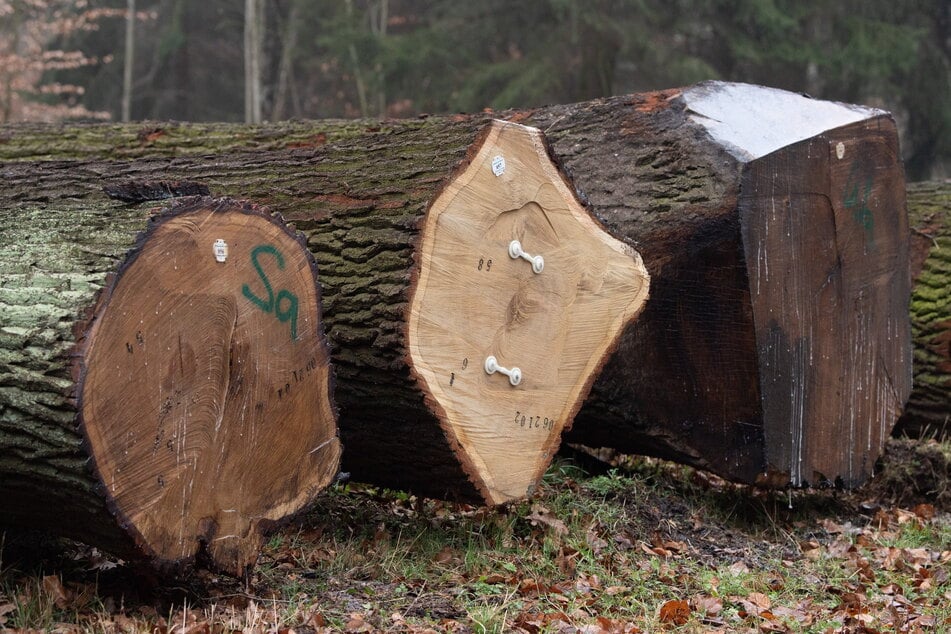 Gutes Holz bringt eine Menge Asche!